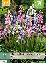 X 10 HYACINTHOIDES HISPANICA MIX