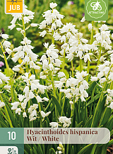X 10 HYACINTHOIDES HISPANICA WIT