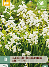 X 10 HYACINTHOIDES HISPANICA WIT