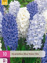 X 10 HYACINTHUS BLUE WATER MIX