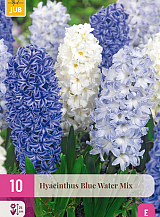 X 10 HYACINTHUS BLUE WATER MIX