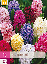 X 10 HYACINTHUS MIX