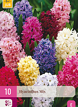 X 10 HYACINTHUS MIX