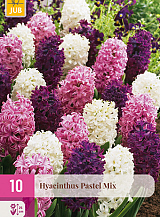 X 10 HYACINTHUS PASTEL MIX