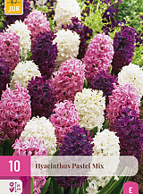 X 10 HYACINTHUS PASTEL MIX