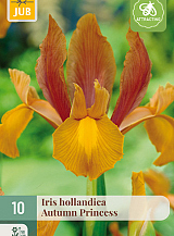 X 10 IRIS HOLLANDICA AUTUMN PRINCESS