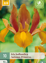 X 10 IRIS HOLLANDICA AUTUMN PRINCESS