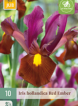 X 10 IRIS HOLLANDICA RED EMBER NJ
