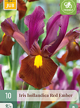 X 10 IRIS HOLLANDICA RED EMBER NJ