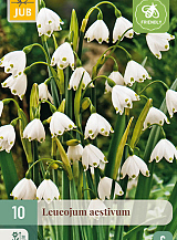 X 10 LEUCOJUM AESTIVUM