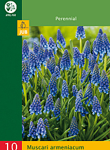 X 10 MUSCARI ARMENIACUM