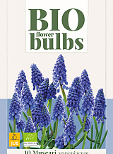 X 10 MUSCARI ARMENIACUM - BIO