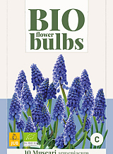 X 10 MUSCARI ARMENIACUM - BIO