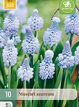 X 10 MUSCARI AZUREUM