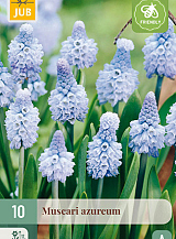 X 10 MUSCARI AZUREUM