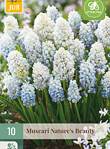 X 10 MUSCARI NATURES BEAUTY