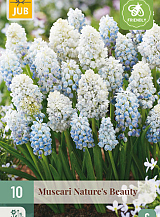 X 10 MUSCARI NATURES BEAUTY