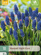 X 10 MUSCARI NIGHT EYES