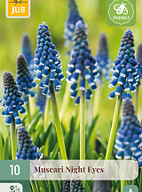 X 10 MUSCARI NIGHT EYES