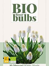 X 10 MUSCARI WHITE MAGIC - BIO