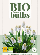 X 10 MUSCARI WHITE MAGIC - BIO
