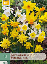X 10 NARCISSUS BOTANISCH MIX