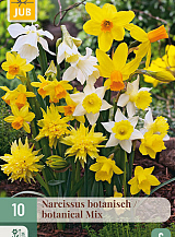 X 10 NARCISSUS BOTANISCH MIX