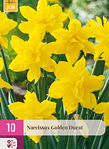 X 10 NARCISSUS GOLDEN DUCAT