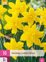 X 10 NARCISSUS GOLDEN DUCAT
