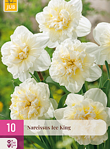 X 10 NARCISSUS ICE KING