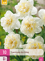 X 10 NARCISSUS ICE KING