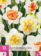 X 10 NARCISSUS MACARON BLOSS