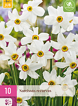 X 10 NARCISSUS RECURVUS