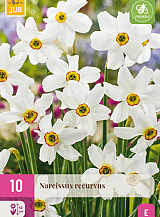 X 10 NARCISSUS RECURVUS