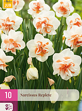 X 10 NARCISSUS REPLETE