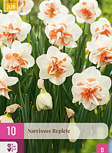 X 10 NARCISSUS REPLETE