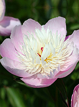 X 10 PAEONIA BOWL OF BEAUTY