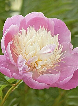 X 10 PAEONIA BOWL OF BEAUTY