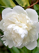 X 10 PAEONIA DUCHESSE DE NEMOURS