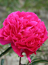 X 10 PAEONIA KARL ROSENFIELD