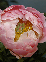 X 10 PAEONIA PINK HAWAIIAN CORAL