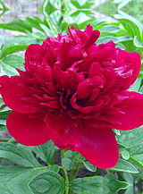 X 10 PAEONIA RED MAGIC