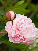 X 10 PAEONIA SARAH BERNHARDT
