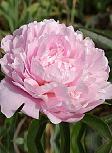 X 10 PAEONIA SARAH BERNHARDT