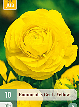 X 10 RANUNCULUS GEEL