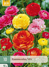 X 10 RANUNCULUS MIX VJ