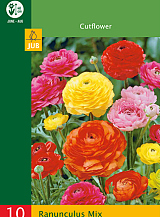 X 10 RANUNCULUS MIX VJ