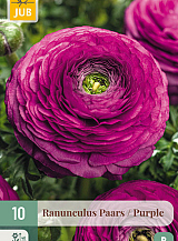 X 10 RANUNCULUS PAARS VJ