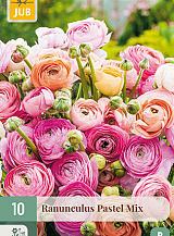 X 10 RANUNCULUS PASTEL MIX VJ
