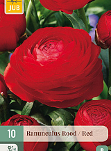 X 10 RANUNCULUS ROOD VJ